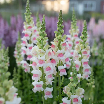 1000 Pcs Potomac Appleblossom Snapdragon Seeds for Garden - $10.99