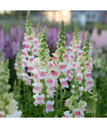 1000 Pcs Potomac Appleblossom Snapdragon Seeds for Garden - $10.99