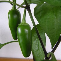 Mpb#11 Jalapeno Pepper Seeds Tam Jalapeno Chili Pepper Mild Heat 25 Thru 500 You - $11.55