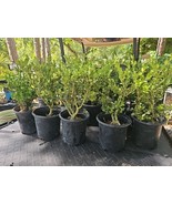 SEPTH Japanese Boxwood Bonsai Mame Dwarf Buxus 17&quot;&quot; Tall - $78.98 CAD