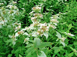 BPA 500 Seeds Mountain Mint Seeds Native Wildflower Edible Herb Drought Poor Soi - £7.06 GBP