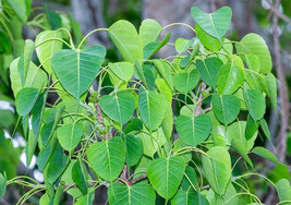 Ficus Religious Sacred Fig 30 Seeds Fresh Gardening USA SELLER - £13.37 GBP