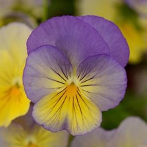 Pansy Seeds Cool Wave Pansy Blue Swirl Viola Seeds 15 Thru 100 Seeds Trailing Pa - £11.99 GBP