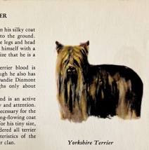 Yorkshire Terrier 1939 Yorkie Dog Breed Art Ole Larsen Color Plate Print... - £24.03 GBP