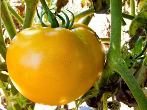 Fresh Seeds Tomato Brandywine Yellow Vegetable 30 Seeds - £9.10 GBP