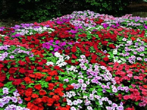 50 Impatiens Seeds Accent Premium Mix Flower Seeds - £10.52 GBP