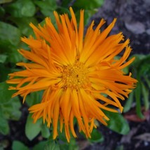 50 Radio English Marigold Calendula Officinalis Orange Yellow Pot Flower... - $231.87 MXN