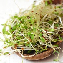 True Alfalfa Sprout Microgreens Salad Green Lettuce Leaf Crop Fresh Seeds USA - £12.02 GBP