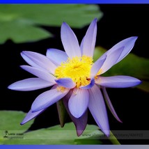 Light Purple Water Nymph Flower Seeds Pack 1 Seed / Pack Pond Perennial ... - $126.97 MXN