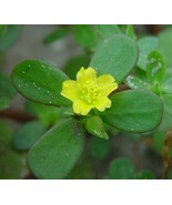 Portulaca oleracea seeds- code  260 - $91.84 MXN Portulaca oleracea seeds- code  260 - $91.84 MXN