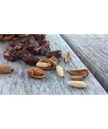 pinus pinea 100+ Seeds Italian stone pine umbrella parasol nuts semillas... - $13.01 CAD+