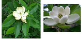 Live Plants - 2 Sweetbay Magnolia Trees - 6-8&quot; Tall - 4&quot; Pots - Ships Potted - £70.73 GBP