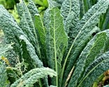 1 Oz Lacinato Dinosaur Kale Seed Organic Spring Fall Vegetable Garden Co... - £12.83 GBP