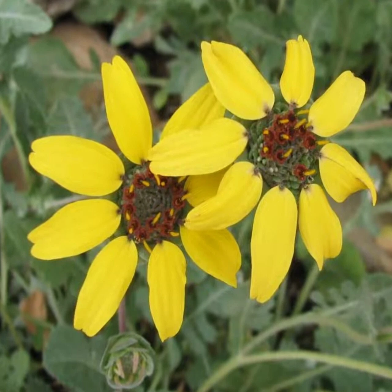 Berlandiera Lyrata Chocolate Daisy Yellow Flowering Perennial - 1 qt Live Plant - $48.00 CAD