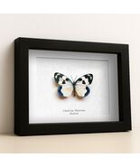 Real Day Flying Moth Chalcosia Thaivana Rare Framed Entomology Shadowbox - $1,265.74 MXN