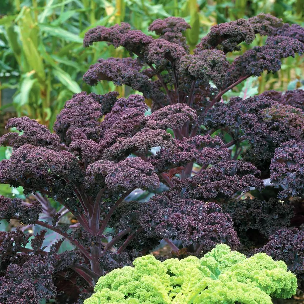 AW 250 Seeds Scarlet Kale Non Gmo Dark Purple Ornamental - £6.81 GBP