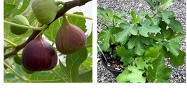 Fig Tree - &#39;Magnolia&#39; - Ficus Carica - Fruiting Fig Tree - Gardening - £29.01 GBP