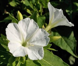 Four O’clock White Purity 20 Seeds Mirabilis Jalapa Night Blooms Usa Non-GMO - $3.34