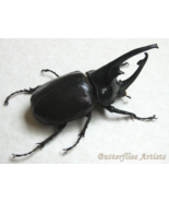 African Rhino Augosoma Centaurus XL Real Framed Entomology Double Glass Display - $165.00