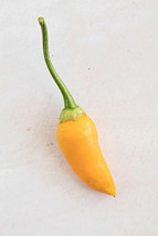 BEST 25 Seeds Easy To Grow Aji Habanero Chili Peppers Large Vegetable Ed... - $10.00