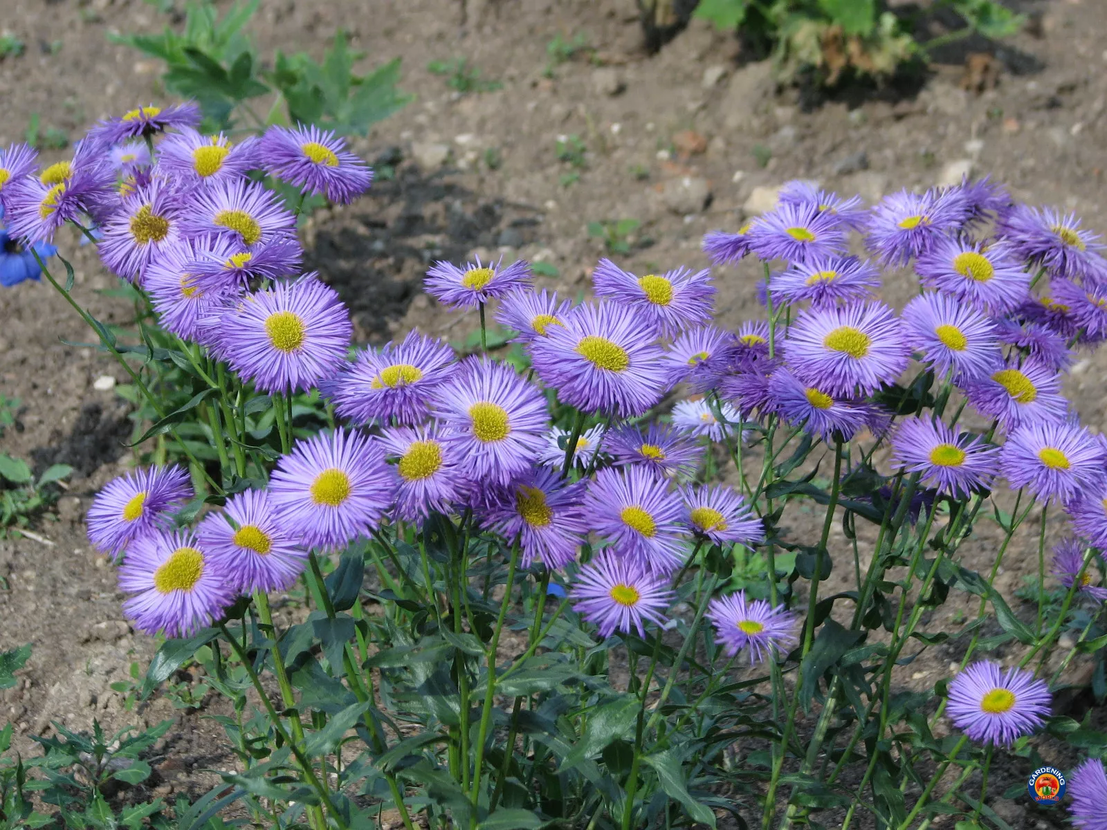 2000 FLEABANE DAISY Erigeron Speciosus Flower Seeds - $5.99