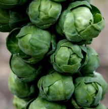 500++ Brussels Sprouts Seeds - $9.84