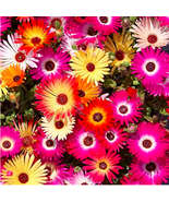 Daisy Seed Livingstone Daisy Seed Potted Flower Seed Variety Garden Beau... - €7,14 EUR