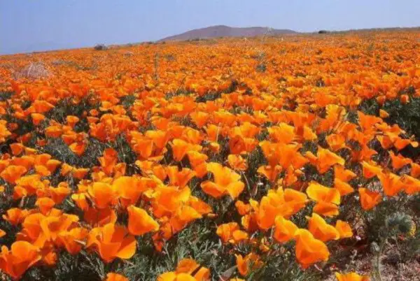 Top Seller 1000 Orange California Poppy Eschscholzia Californica Flower ... - $14.60