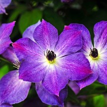 25 Seeds Clematis Cloudburst Fast Growth With Heirloom Seeds - £6.61 GBP