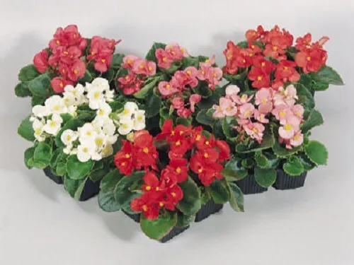 50 Begonia Seeds Pelleted Seeds Super Olympia Mix Flower Seeds - £11.06 GBP