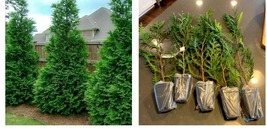 Live Plant - Thuja Green Giant Arborvitae Tree - 6-12&quot; Tall Seedling - 3&quot; Pot - £40.75 GBP