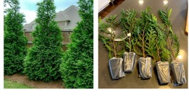 Live Plant - Thuja Green Giant Arborvitae Tree - 6-12&quot; Tall Seedling - 3&quot; Pot - £39.27 GBP