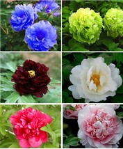 1 Pack 20 Peony Seeds Colorful Peony Paeonia suffruticosa Garden Flowers - $3.95