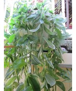 &quot;&quot;GREEN CREAM - WANDERING JEW ROOTED CUTTING&quot;&quot; - £6.97 GBP
