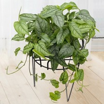 Item image 1 image 1