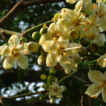 KKG Ceiba Pentandra Kapok Tree Tree Seeds Giant Tree Wide Canopy US Seller - $15.37