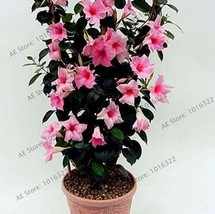 Mandevilla Sanderi Dipladenia Sanderi Seeds Pink Flowers Garden Beautiful USA SE - $7.89