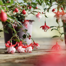 Fuchsia Lanterns 100 PCS Seeds - £8.39 GBP