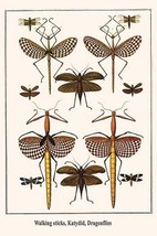 Walking sticks, Katydid, Dragonflies by Albertus Seba - Art Print - £17.27 GBP+