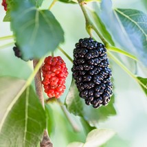 Morus nigra live plant edible fruit  - Mulberry Tree - &#39;Dwarf Everbearing&#39;  - £33.77 GBP