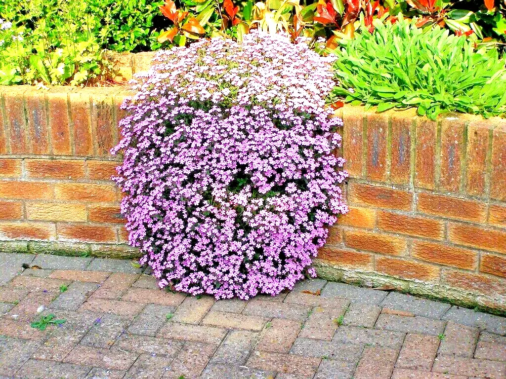 501 Pink Rock Soapwort Seeds Groundcover Trailing Container Baskets - £6.17 GBP