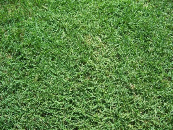 Bermuda Grass Seed Unhulled Coated (5 Lb. Pack) Drought Tolerant Lawn Seed Garde - £69.11 GBP