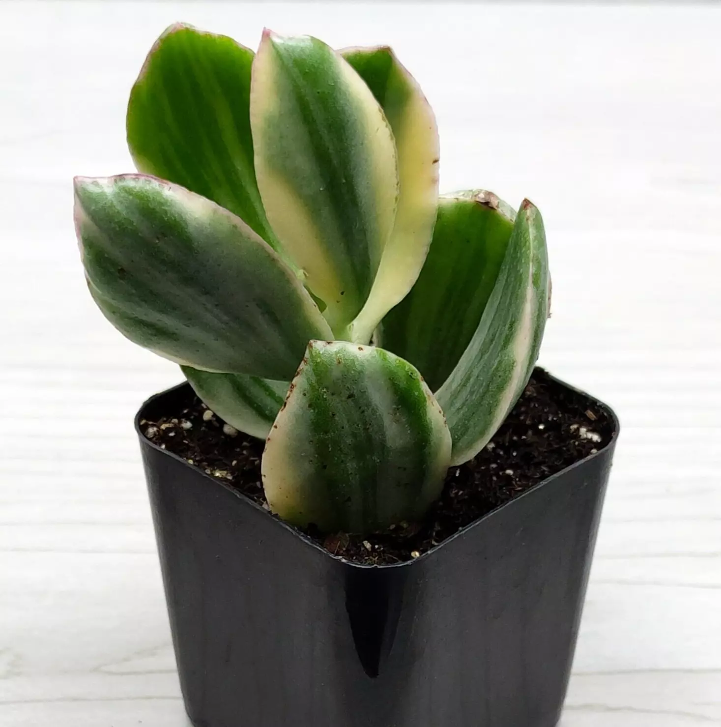 Succulent Plant - Crassula Ovata Jade Plant Variegated - Live Plants In ... - $15.50