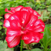  SEED Geranium Rose Red Double Petals with White Stripes Bonsai Perennial 10pcs - £3.94 GBP