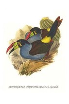 Grey Breasted Mountain Toucan by John Gould #2 - Art Print - £17.57 GBP+