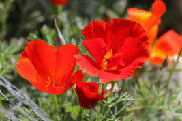 100 Seeds Red California Poppy Grow Beautiful Gardens Quickly With Heirloom - $8.35