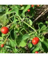 25 Chiltepin / Tepin / Chile Pequin / Birds Eye Pepper Seeds - £2.56 GBP