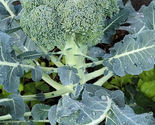 300 Seeds Broccoli Green Sprouting Calabrese Vegetable Fresh - $9.60