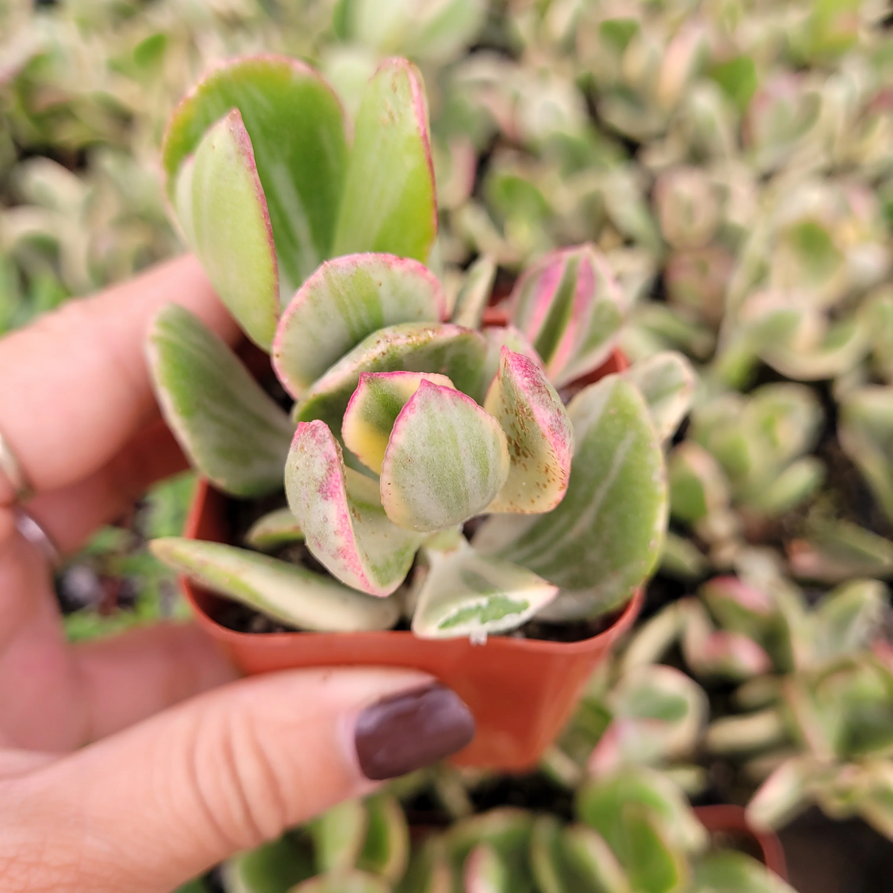 Crassula argentea &#39;Money Tree&#39; Variegata Succulent Plant Garden Fresh US... - $19.75