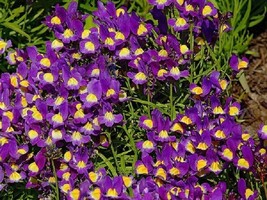 US Seller 50 Linaria Seeds Fantasy Blue Toad Flax Flower Seeds Fast Shipping - £18.86 GBP